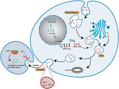 The Role of Exosomal microRNA in Cancer Drug Resistance